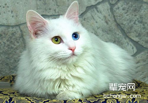 猫的发情与繁殖