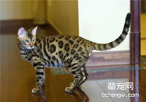 猫咪怀孕了吃什么？