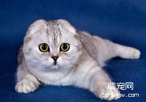 折耳猫尾巴粗短僵硬是遗传病导致的