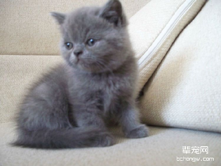 猫咪也需要定期注射狂犬疫苗