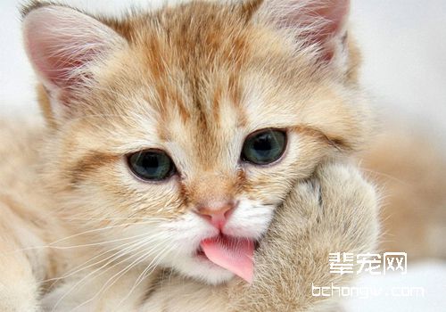 猫中枢性前庭疾病引起霍纳氏综合症