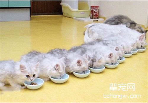 母猫在家中生产需要准备的东西