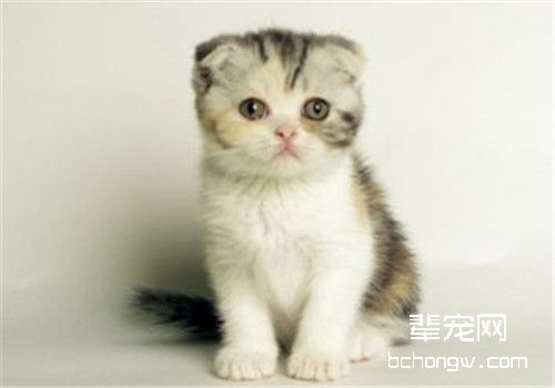 猫咪感冒怎么办？