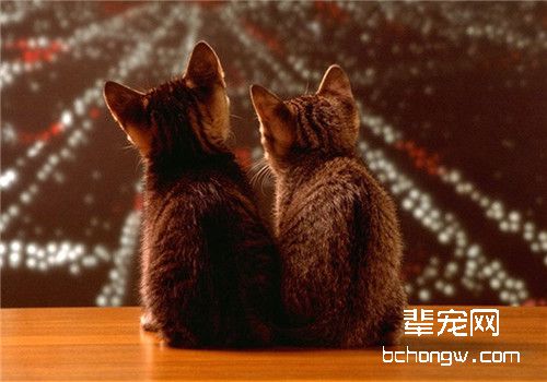 猫咪的发情原理