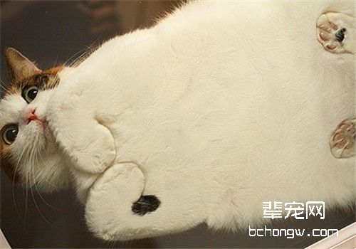 猫维生素B1缺乏症的症状和治疗方法