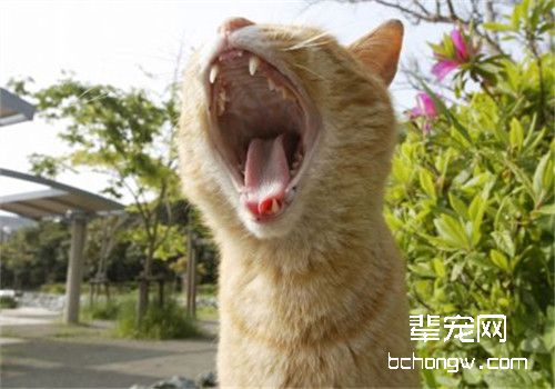 猫咪能吃避孕药吗？