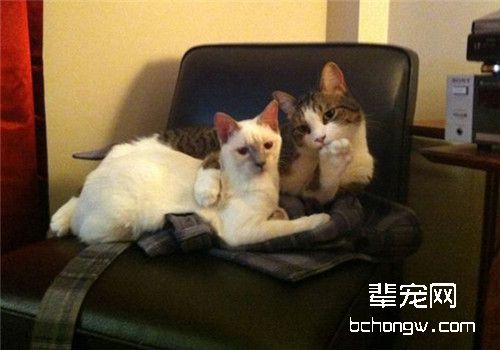 猫皮肤真菌病的症状和治疗方法