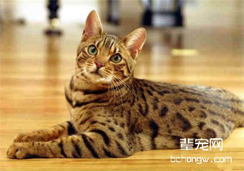 猫爪有红斑周围脱毛怎么治疗？