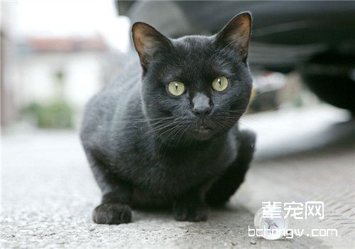 猫气管支气管炎的症状和治疗方法
