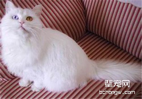 猫肛门周围有白色颗粒是怎么回事？