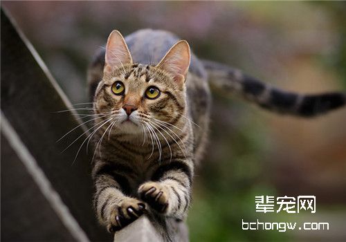 猫咪能输血吗？