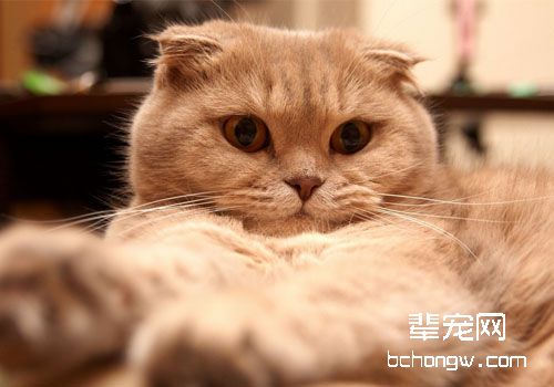 折耳猫遗传病的危害有多大