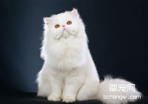 波斯猫拉肚子怎么办