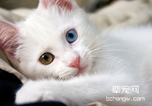 犬猫的多囊性肾病(Polycystic kidney disease)