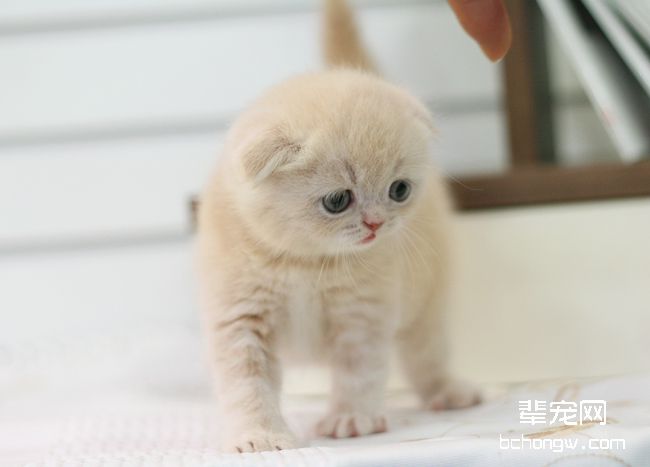 折耳猫呕吐的常见原因