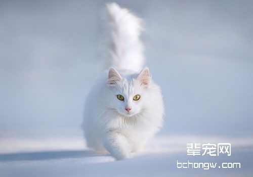 猫咪患上尿结石怎么办