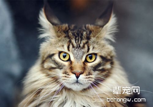 猫先天门静脉短路