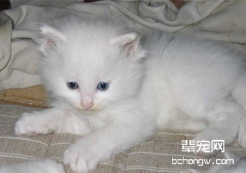 为什么猫咪领养都需要绝育