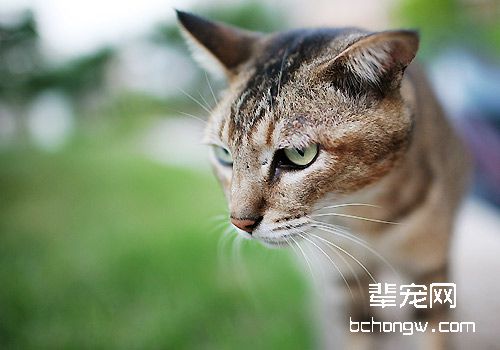 猫咪拉稀可能是吃生鱼导致