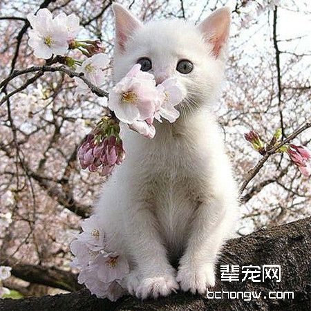 春季易引发猫咪寄生虫病