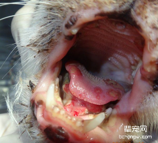 猫口腔溃疡的诊治
