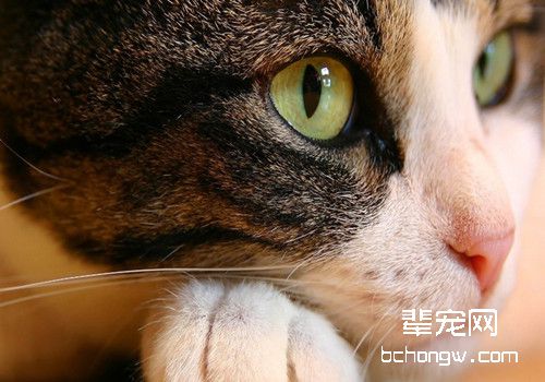 猫咪肾脏疾病新知