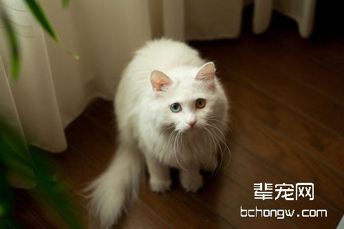 关于母猫的一妻多夫制分析