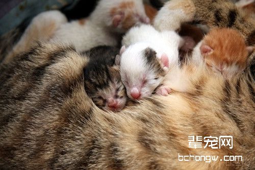 初生小猫常见的疾病