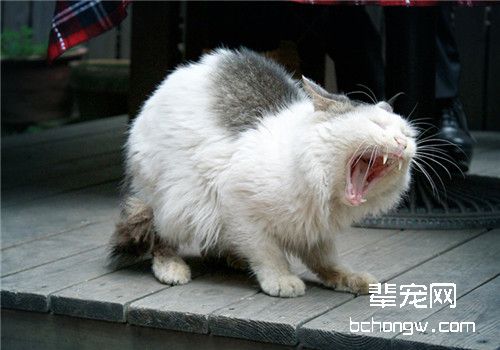 有效防止猫皮肤真菌传染的方法