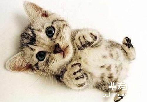 猫的跳蚤过敏性皮肤炎
