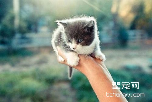 与爱猫长接触易患手癣