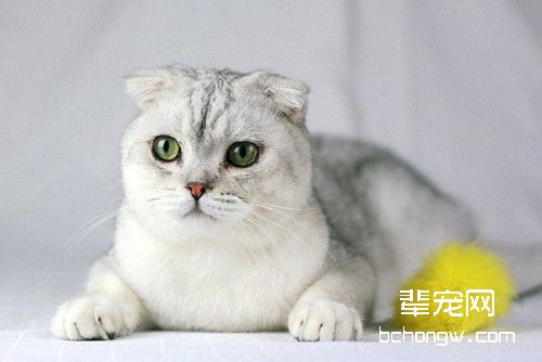 猫咪的选种与配种的选择