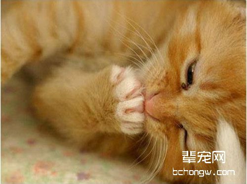 如何让猫咪吐毛球？
