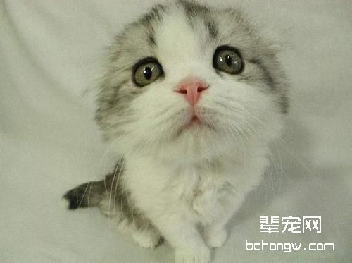 夏季猫咪要注意以下疾病
