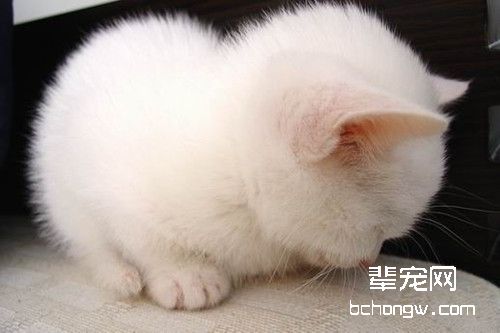 看症状识别猫咪常见的寄生虫病