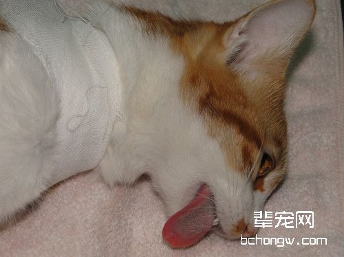 宠物绝育手术针麻与气麻的区别
