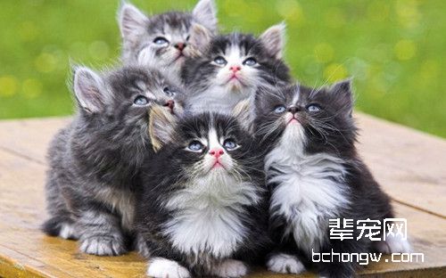 给宠物做绝育的好处和必要性