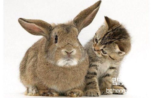 猫是三瓣嘴吗？