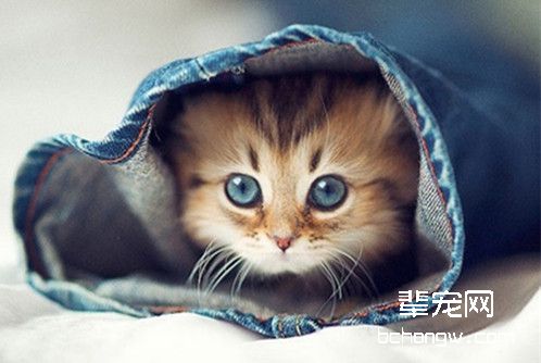 猫咪绝育手术的发展历程