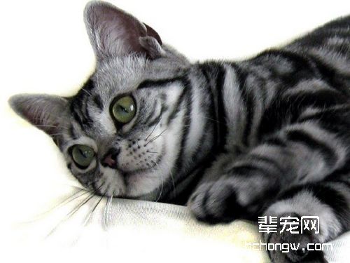 一例猫髓内针固定肱骨骨折及股骨骨折的手术案例
