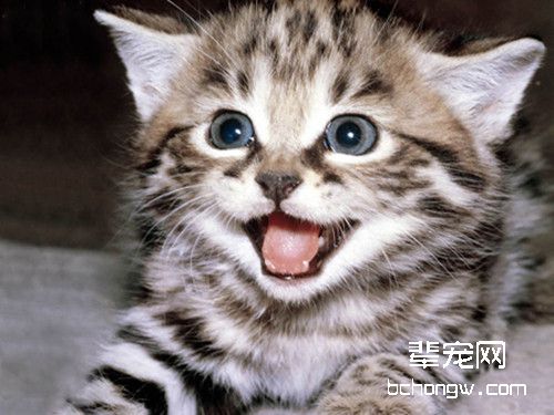 猫咪鼻子干就是生病了吗？