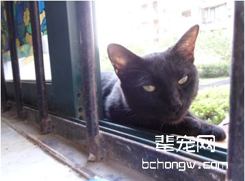 关于母猫绝育（下）
