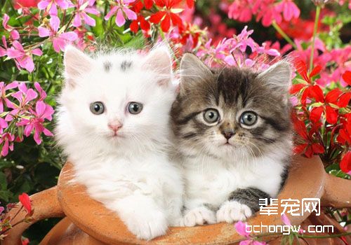 甘精胰岛素在猫糖尿病中的应用