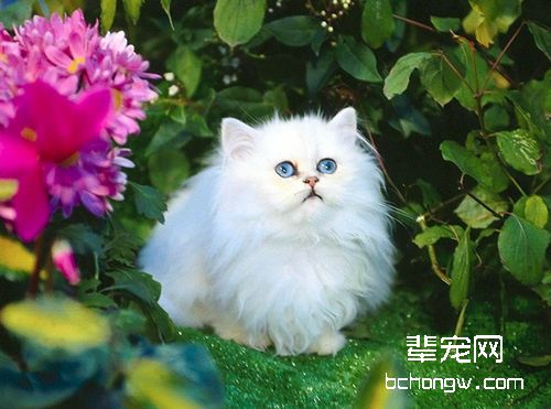 老年猫咪易患哪些疾病