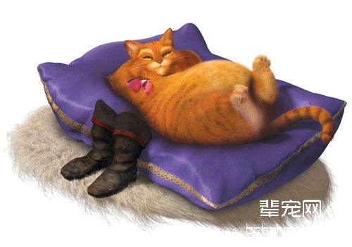 肥猫其实并不快乐