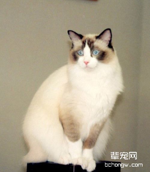 雌猫发情需要注意什么