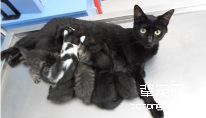 关于母猫绝育（上）