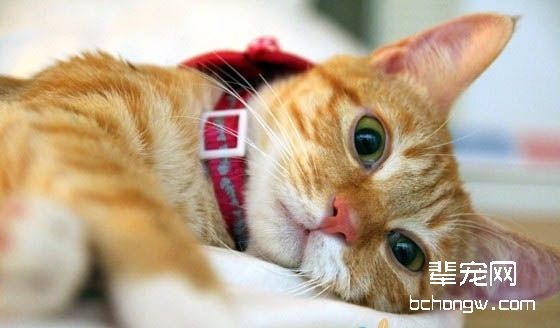 失明猫咪照顾守则