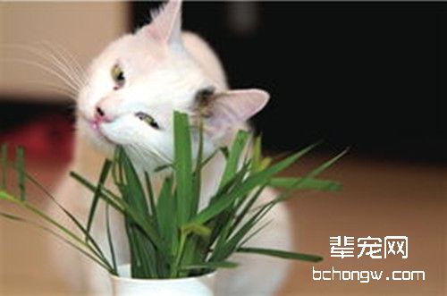 猫咪恼人毛球问题全解析