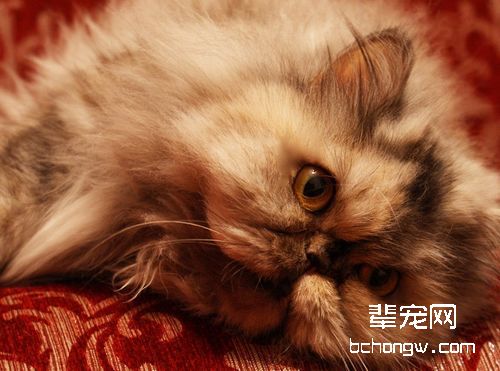 教你通过耳屎判断猫咪身体状况